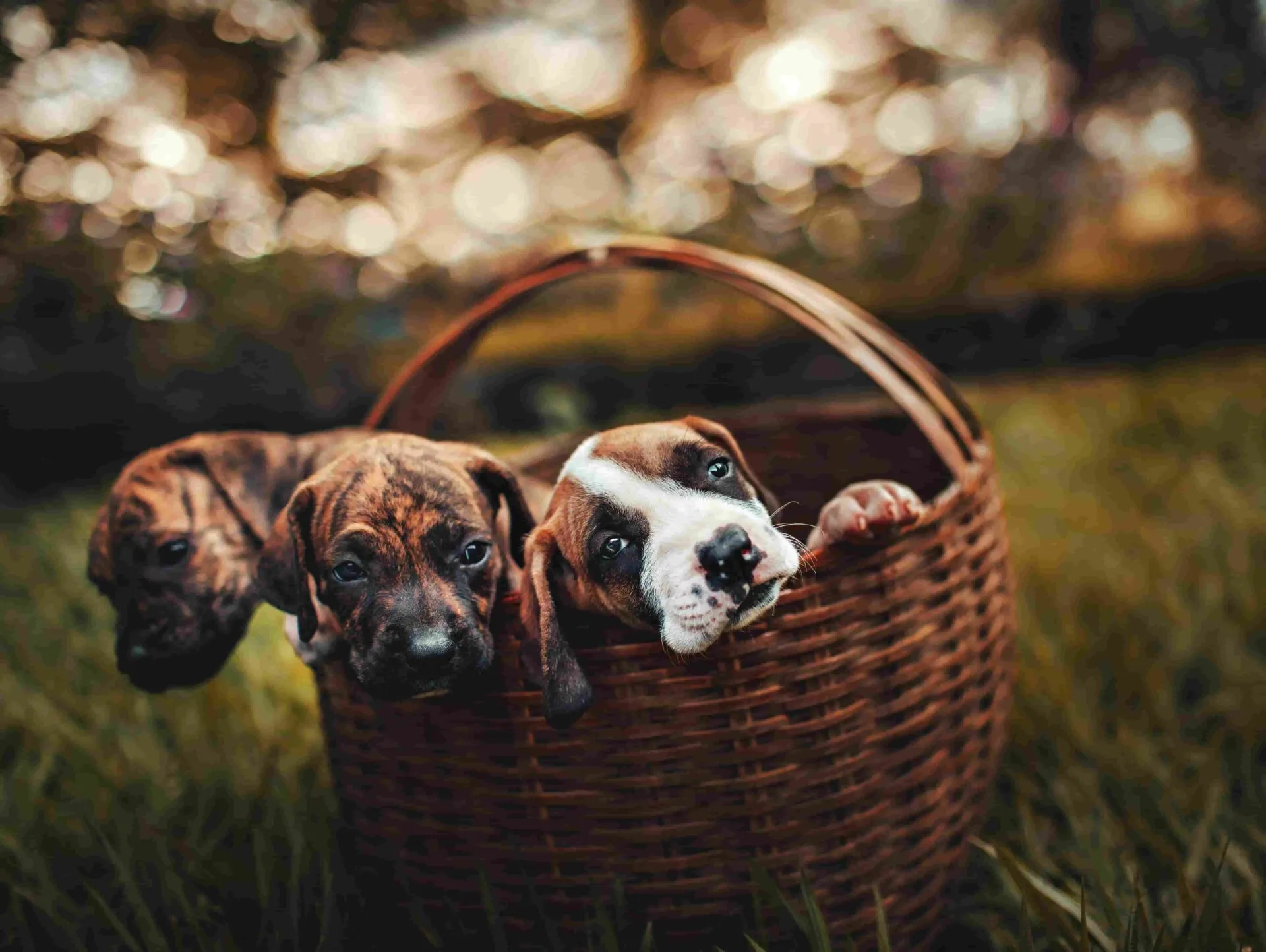 How Long Can Your Dog Live? 2025 Data Reveals 7 Science-Backed Methods to Extend Their Lifespan
