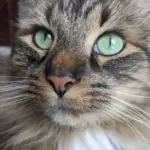 Simple cat lid Ceramic Urn for Pets,2 Sizes,5 Colors photo review