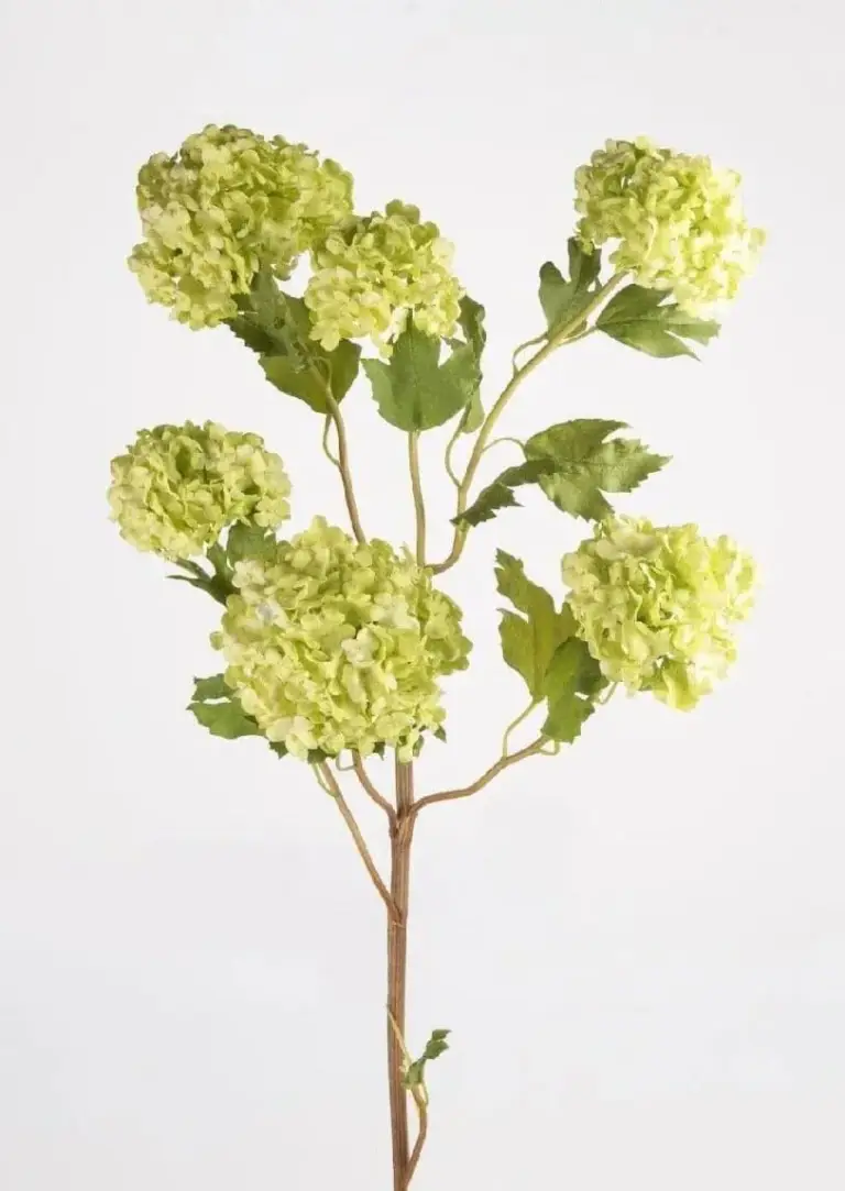 Craflzy-Snowball-Hydrangea-20250525-Green-Snowballs