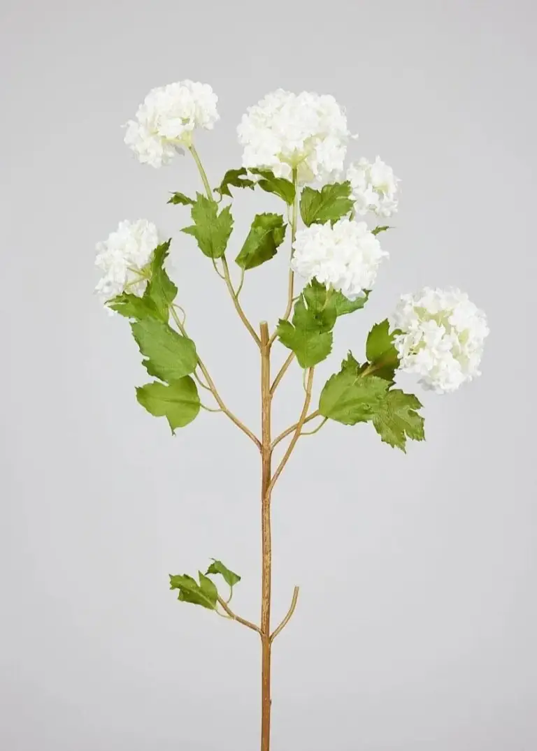Craflzy-Snowball-Hydrangea-20250525-White-Snowball-Flowers