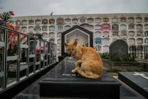 20-heartfelt-ways-to-memorialize-your-departed-pet-continuing-the-eternal-bonds-with-love