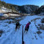 Hands-Free Double Dog Leash, Running with 2 Pets Easily, Upgraded & Giveaway 2 Collars photo review