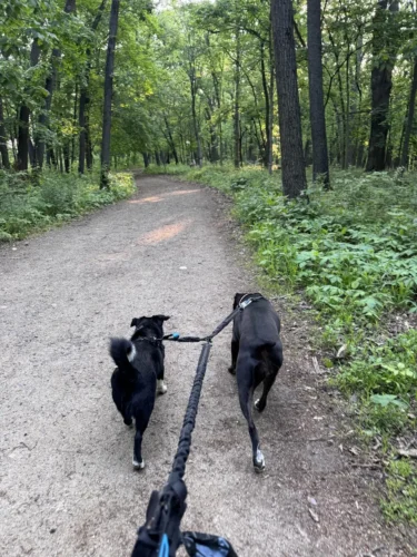 Hands-Free Double Dog Leash, Running with 2 Pets Easily, Upgraded & Giveaway 2 Collars photo review