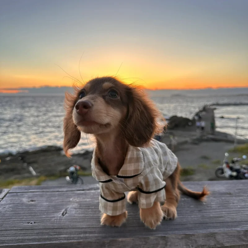 Dachshund Pajamas​,Pajamas for Dachshunds