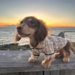 Dachshund Pajamas​,Pajamas for Dachshunds