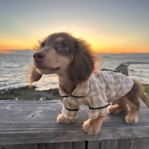 Dachshund Pajamas​,Pajamas for Dachshunds