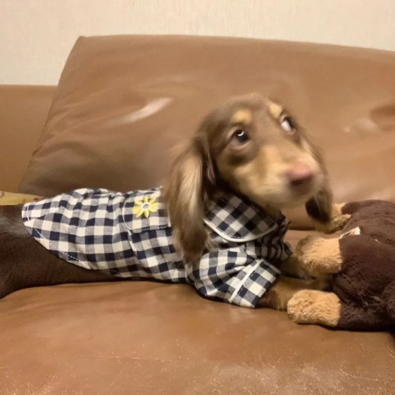 Dachshund Pajamas​,Pajamas for Dachshunds
