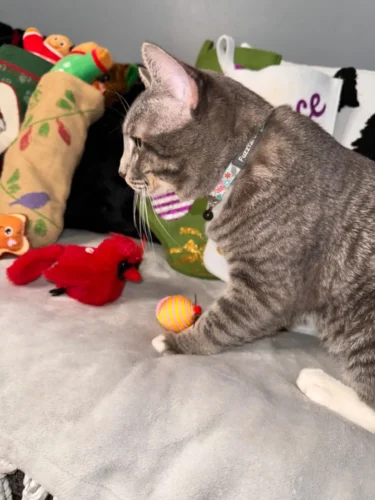 FlyingBird Toy Cat  Bird Cat Toy,Flapping Bird Cat Toy, Bird Cat Toy That Flaps Wings​, photo review