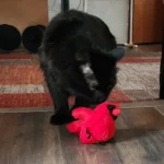 FlyingBird Toy Cat  Bird Cat Toy,Flapping Bird Cat Toy, Bird Cat Toy That Flaps Wings​, photo review