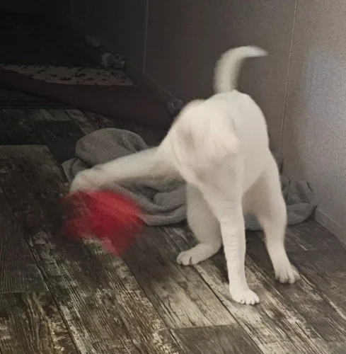 FlyingBird Toy Cat  Bird Cat Toy,Flapping Bird Cat Toy, Bird Cat Toy That Flaps Wings​, photo review