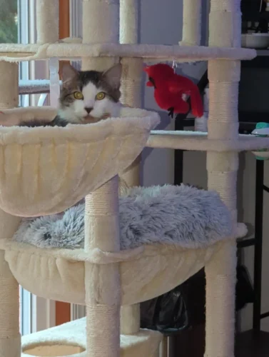 FlyingBird Toy Cat  Bird Cat Toy,Flapping Bird Cat Toy, Bird Cat Toy That Flaps Wings​, photo review