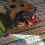 FlyingBird Toy Cat  Bird Cat Toy,Flapping Bird Cat Toy, Bird Cat Toy That Flaps Wings​, photo review