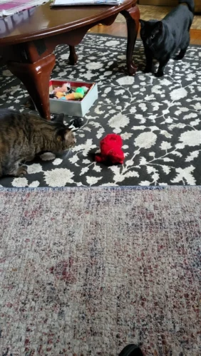 FlyingBird Toy Cat  Bird Cat Toy,Flapping Bird Cat Toy, Bird Cat Toy That Flaps Wings​, photo review