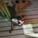 FlyingBird Toy Cat  Bird Cat Toy,Flapping Bird Cat Toy, Bird Cat Toy That Flaps Wings​, photo review