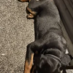 Pet Grooming Glove, Pet Grooming Gloves For Dogs ,For Cats,Pet Glove Groomer​ photo review