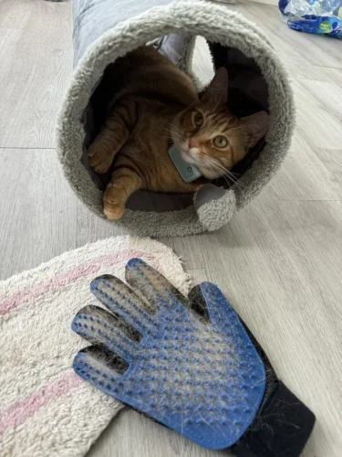 Pet Grooming Glove, Pet Grooming Gloves For Dogs ,For Cats,Pet Glove Groomer​ photo review